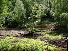 Moorgebiet