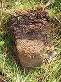 Flachschurfe Gosener Wiesen