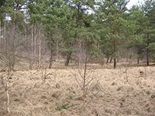 Vegetation