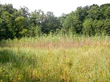 Vegetation