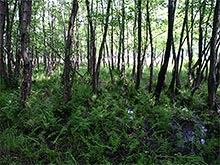Vegetation