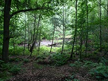 Vegetation