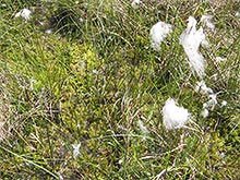 Vegetation