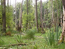 Vegetation