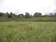 Vegetation