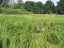 Vegetation