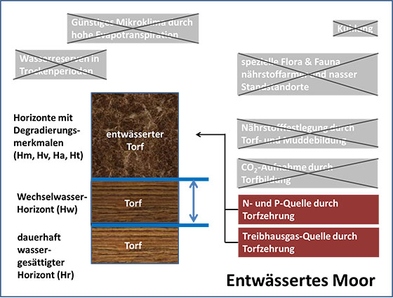 entw&auml;ssertes Moor