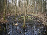 Bild Hohe Wasserst&auml;nde mit zeitweiligem &Uuml;berstau kennzeichnen die B&ouml;den der Pelzlaake