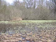 Bild Seggenried in der B&auml;kewiese
