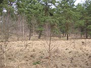 Bild Ausgetrocknete Mooroberfl&auml;che im Gro&szlig;en Fenn/Forst D&uuml;ppel