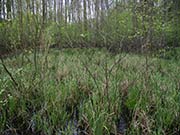Bild Seggenried in der Krummen Lake Gr&uuml;nau