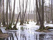 Erlenbruchwald mit &Uuml;berstau im Großen Rohrpfuhl