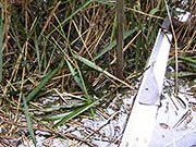 &Uuml;berstautes Schilfr&ouml;hricht mit Muddebildung im Wartenberger / Falkenberger Luch